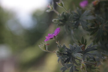 beautiful purple geranium in natural lighting condition