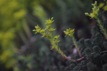 beautiful yellow flowers in natural lighting