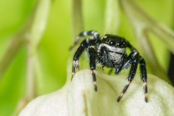 Black jumping spider super macro shot