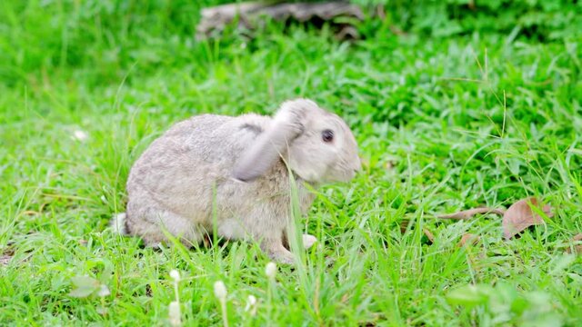 Rabbit in grass , Gray rabbits are eating green grass in the middle of a refreshing meadow and looking for something , Cute bunny happy and lovely.