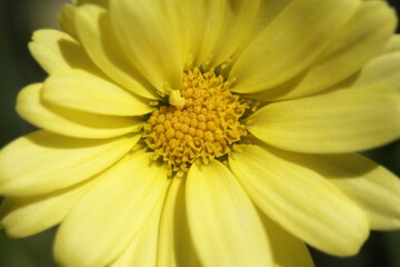 beautiful yellow flowers in natural lighting