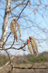 A close up of male catkins of aspen (Populus tremula) in the forest on a windy april day. The flowers of aspen against the light blue sky