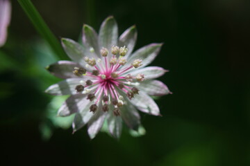 Great masterwort, Astrantia major flower in natural lighting