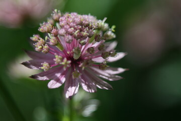Great masterwort, Astrantia major flower in natural lighting