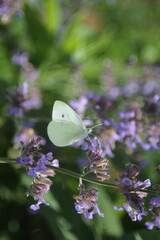 white butterfly or Cabbage White Pieris rapae on lavenders