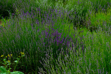 lavender and lavender flowers on the plain