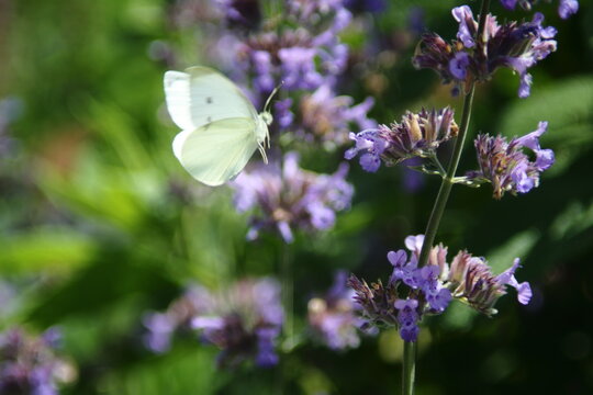 white butterfly or Cabbage White Pieris rapae flying to lavenders