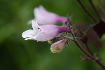 beautiful purple and pink flowers