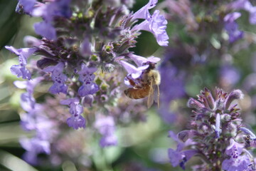 Honey bee Apis Mallifera around lavenders