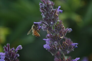 Honey bee Apis Mallifera around lavenders