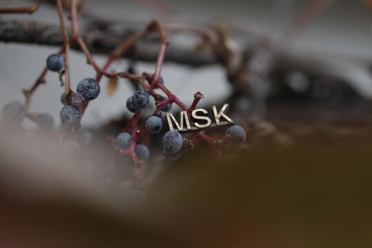 Selective focus shot of wild berries on shrub