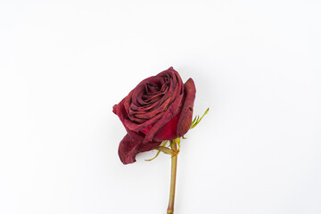 Dried red rose on white background. Sadness, broken heart concept. Close-up, top view, copy space