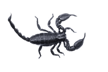 Emperor Scorpion,(Pandinus imperator) isolated on white background. Insect.poisonous sting at the end of its jointed tail, which it can hold curved over the back.