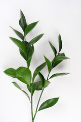 Two green plant branches on white background. Nature, beauty concept. Close-up, copy space, vertical layout