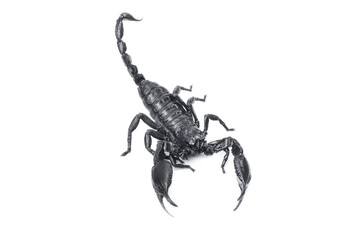 Emperor Scorpion,(Pandinus imperator) isolated on white background. Insect.poisonous sting at the end of its jointed tail, which it can hold curved over the back.