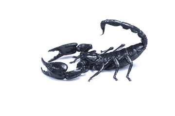 Emperor Scorpion,(Pandinus imperator) isolated on white background. Insect.poisonous sting at the end of its jointed tail, which it can hold curved over the back.