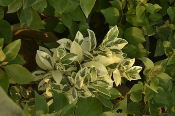 Photograph of Plants and Flowers.