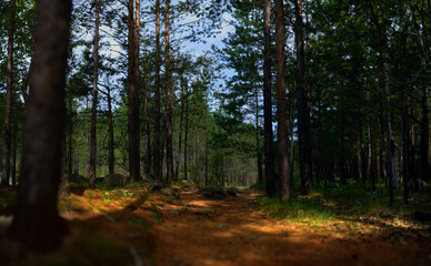 panoramic landscape in the forest. the concept of unity with the nature of meditation and tranquility.