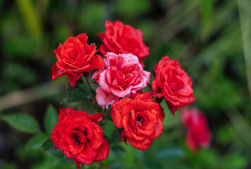 Roses in a Garden