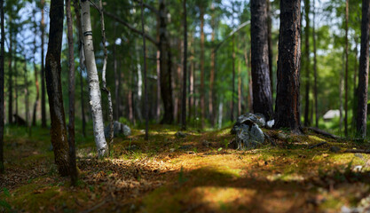 panoramic landscape in the forest. the concept of unity with the nature of meditation and tranquility.