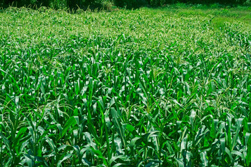 Corn field in clear day,Corn tree at farm land