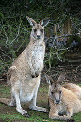 Naklejka na ściany i meble Eastern Grey Kangaroos in Tasmania, Australia