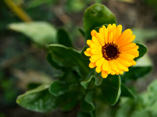 A single bright yellow flower