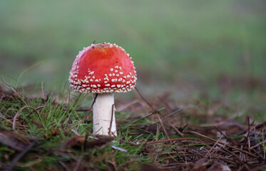 A Fly agaric Red toadstool at sugarloaf resevoir