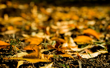 A carpet of yellow autumn leaves