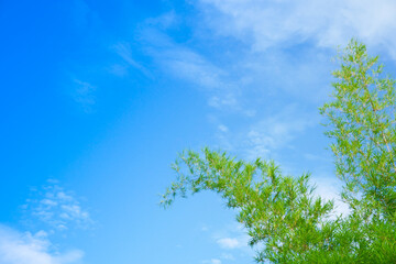 Bright blue sky,Fresh green bamboo swaying in the wind,Bamboo leaves in blue sky