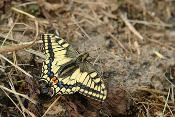 A close up of Papilio machaon (the Old World swallowtail or common yellow swallowtail) among a dry grasses and fallen leaves. Swallowtail absorbing minerals and salt by puddling on a ground
