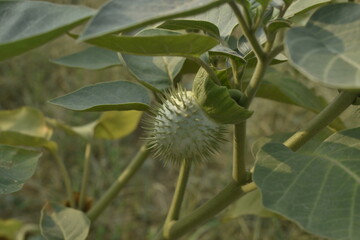 Photograph of Plants and Flowers.