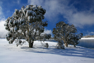 Winter snow and ice covered trees  at Three Mile Dam in Kosciuszko National Park, NSW, Australia