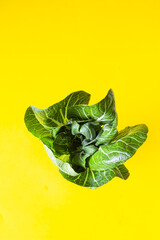 Top view of fresh organic green bok choy, pak choi or Chinese cabbage on yellow background. Copy space for text.