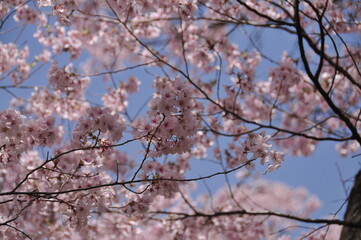 高遠城址公園・桜