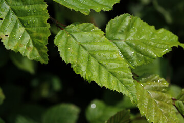 Green leaves with drops of moisture after rain