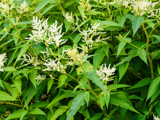 (Persicaria polymorpha) Bouquet de panicules de petites fleurs blanc crème sur tiges dressées de Renouée polymorphe ou persicaire polymorphe