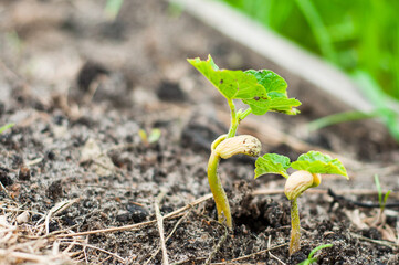 Two young bean sprouts grown from bean cotyledons