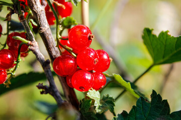 Red ripe currant berries on a branch in summer. Natural vitamin.