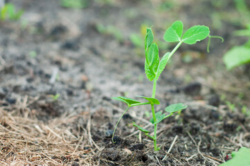 Leaves of sprouted young peas can be seen from the ground in a home garden