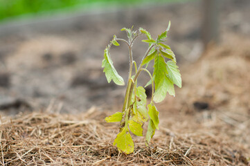 Seedlings of homemade young tomatoes in the garden
