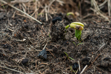 Top view of bean sprouted from cotyledon leaves closeup