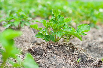 Beautiful neat bush of potatoes in the home garden