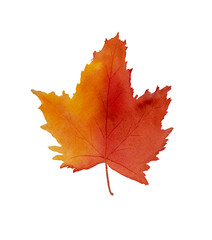 Autumn yellow and orange maple leaf hand paint on texture paper. Watercolor illustration, element, to use in autumnal concept