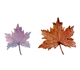 Two different colors and sizes of maple leaf isolated on white background. Watercolor illustration element for autumn greeting, Thanksgiving, Halloween