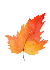 Watercolor illustration of bright red, orange and yellow maple autumn leaf, isolated on white. 