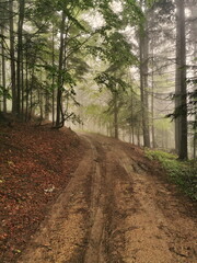 Naklejka premium Pieniny Poland. Forest hiking trail on a rainy foggy day. Forest Road.