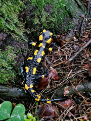 Fire Salamander (Salamander salamandra) closeup.