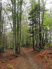 Pieniny Poland. Forest hiking trail on a rainy foggy day. Forest Road.