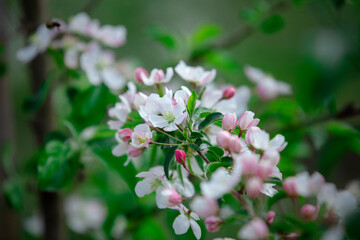 White flowers with pink petals and green leaves on branch apple tree